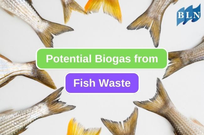 This Is Why Fish Waste Is a Potential Resource of Biogas